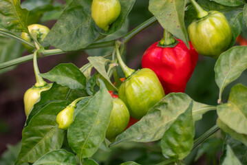 花壇を散歩しているとハバネロが