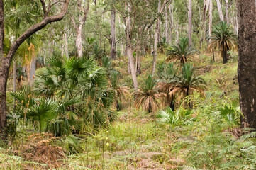 Carnarvon Gorge National Park, Queensland, Australia