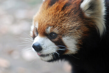 Adorable Red Panda