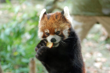 Obraz premium Adorable Red Panda