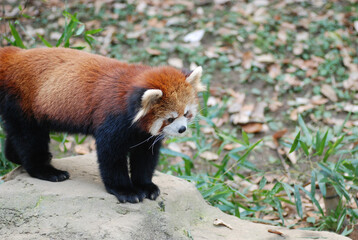Adorable Red Panda looking at something