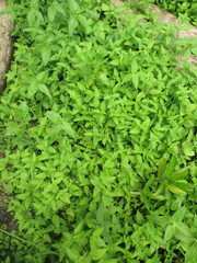 green grass background