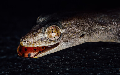 Lizard eating ladybug, Lizard with its prey, Insects macro photography, Selective focus.
