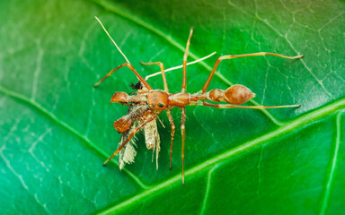 Kerengga ant-like jumper spider (Myrmarachne plataleoides) and prey on green leaf, Insect macro photography, Selective focus.