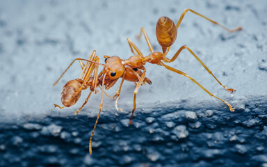 Red ants team is moving the prey, Red ants is team work, Selective focus.