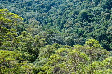 hiking the Waterfall Circuit in Springbrook National Park, South East Queensland, Australia