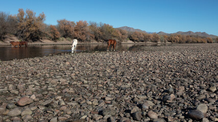 Southwest desert wild horses feeding in the Salt River near Mesa Arizona United States