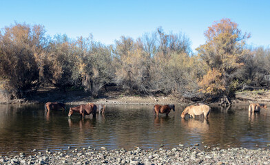 Arizona wild horses feeding in the Salt River near Scottsdale Arizona United States