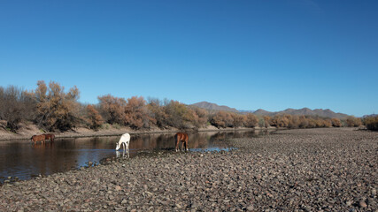 Salt River wild horse herd feeding in the Salt River near Mesa Arizona United States