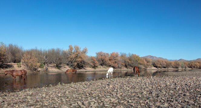 Desert wild horse herd feeding in the Salt River near Mesa Arizona United States
