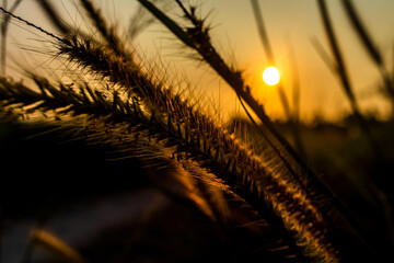 Closeup of reeds at sunset. Nature background