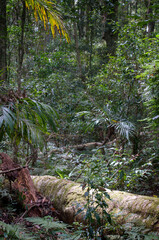hiking the Waterfall Circuit in Springbrook National Park, South East Queensland, Australia