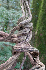 hiking the Waterfall Circuit in Springbrook National Park, South East Queensland, Australia
