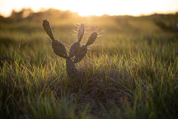 Cactus in the field at sunset