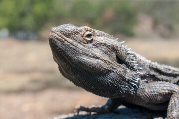 A close-up of a majestic Bearded Dragon from Queensland, displaying textured scales and curious eyes.

