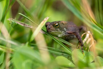 A small juvenile toad with large glassy eyes rests among the blades of grass in a summery field.