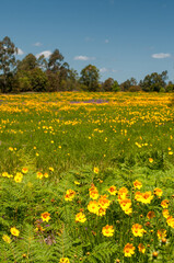 Spring meadow in South East Queensland, Australia