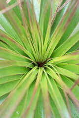Close up detail of pandani or giant grass tree - 761918037
