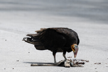 Lesser Yellow-headed Vulture eating a dead meet of Iguana