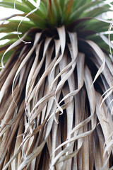 Close up detail of pandani or giant grass tree