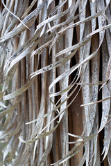 Close up detail of pandani or giant grass tree - 761918088