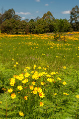Spring meadow in South East Queensland, Australia