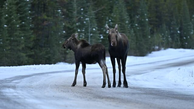 Cow moose and her calf (Alces alces) on the road licking the salt from the icy, snowy road, Alberta, Canada, Jasper. 4K Resolution