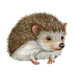 Hedgehog hand drawn watercolor illustration. Wildlife forest and garden animal. Realistic vintage style cute small hedgehog painted image. Funny wildlife hedge spiny animal. © anitapol