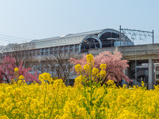 菜の花と桜と桃の花と