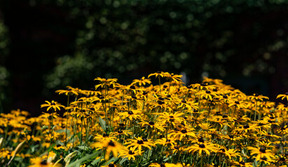 yellow flowers in the field with trees