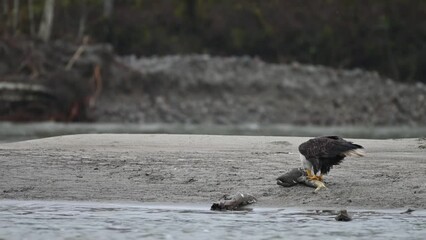 Bald Eagle (Haliaeetus leucocephalus) eating fish after a successful hunting for salmon in Fraser Valley, British Columbia, Canada. 4K Resolution - Powered by Adobe