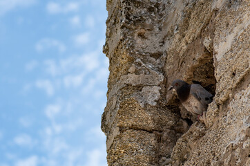 Pigeon on the old wall