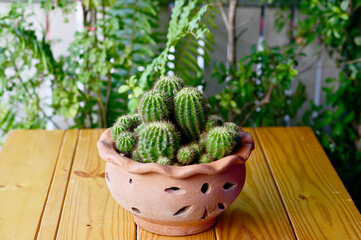 Closeup of Beautiful Cactus in a pot on wooden table in the garden for design and decoration in Thailand. Selective Focus.