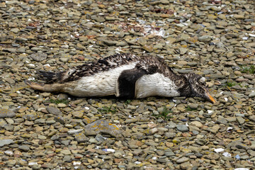 A dead Gentoo Penguin (Pygoscelis papua) on the beach, Falkland Island