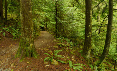 All alone in the green forest on an easy walking BC hiking trail during light rain.