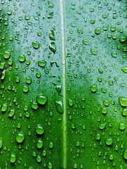 Water droplets on a green leaf 