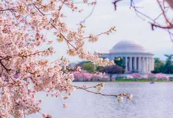 Washington, DC at the Tidal Basin and Thomas Jefferson Memorial during cherry blossom festival in...
