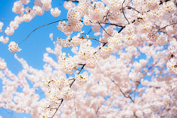 Peak bloom, Cherry Blossom Festival in Washington DC.