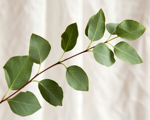 Eucalyptus branch against white curtains.