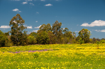 Spring meadow in South East Queensland, Australia