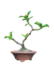 Small pink Ixora in a terracotta pot in the bonsai process