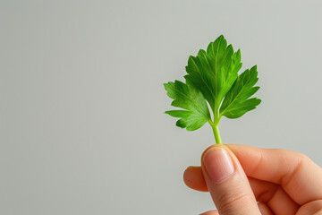 Hand holding fresh green organic celery leaf, vegetable and seasoning - Powered by Adobe