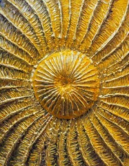 Pintura abstracta y arte de texturas inspiradas en erizos de mar.