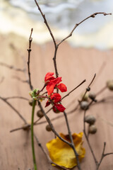 composición abstracta floral con ramas, flor roja , semilla redonda y pétalo amarillo con fondo...