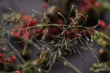 hierba con ramificaciones en primer plano con fondo desenfocado de bayas color rojo