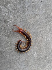 Millipede on the cement floor. Nature pest concept.. Caterpillar isolated.