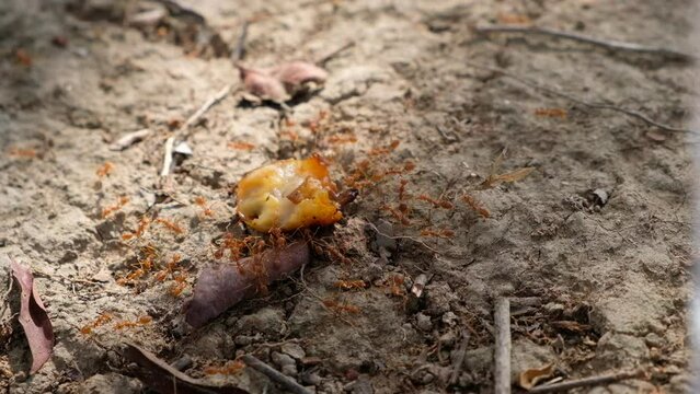 Orange ants are helping to carry food back to their nest on the dry ground in summer, where the shadows of leaves are fluttering.