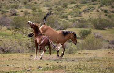 Naklejka na ściany i meble Wild horse stallions kicking while fighting in the Salt River wild horse management area near Mesa Arizona United States