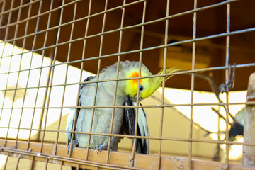 The beauty of Cockatiel or Parrots in a cage