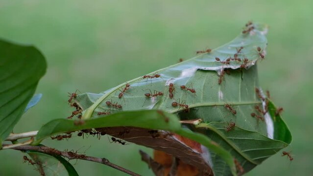 Orange ants help build nests at the tips of trees where the breeze blows gently. with a blurred background.